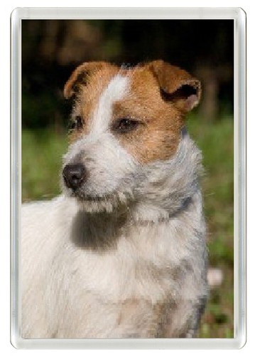 Jack russell terrier dog - jack,