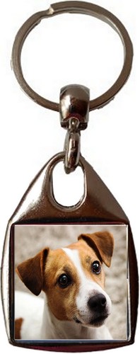 Jack russell dog - jack,