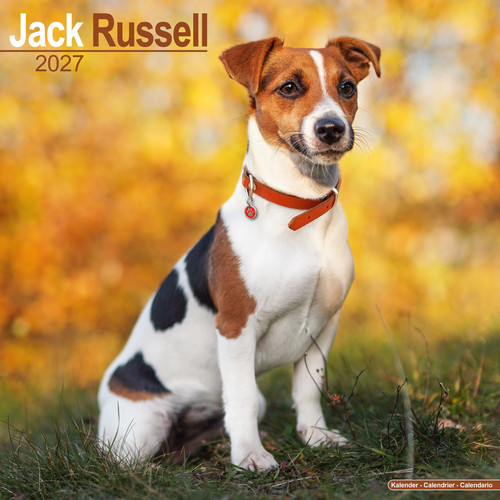 Calendario jack russell - calendario, |