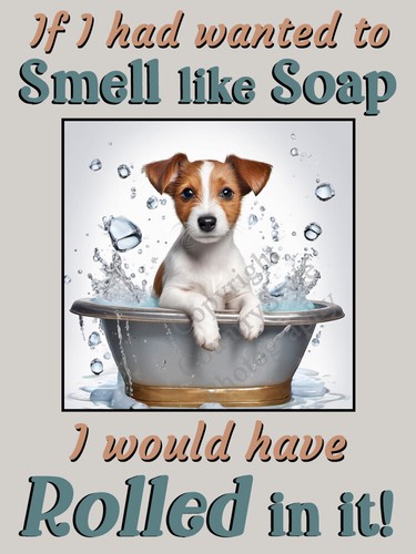 Jack russell terrier pet dog - terrier,