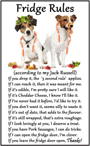 Jack russell regalo - regalo, cani