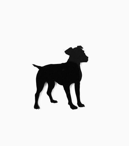 Cane jack russell spilla - cane,
