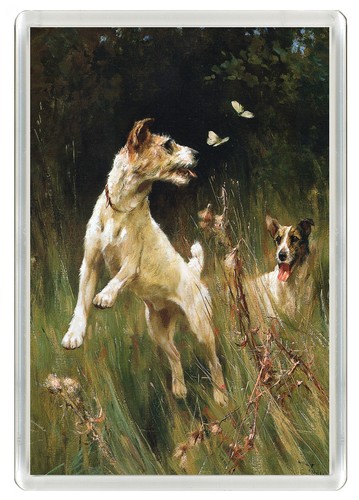 Jack russell terrier dogs - terrier,