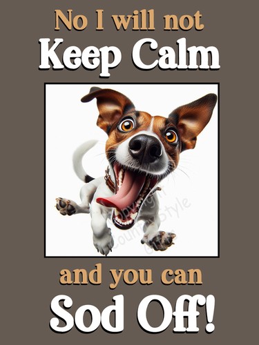 Jack russell terrier - jack,
