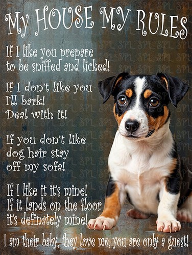 Jack russell puppy house - house, my