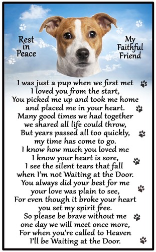 Regalo jack russell terrier - russell,
