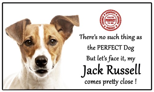 Regalo amanti jack - russell,