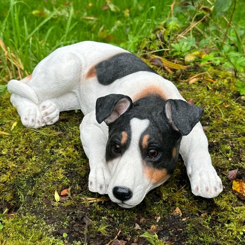 Jack russell dog - jack,