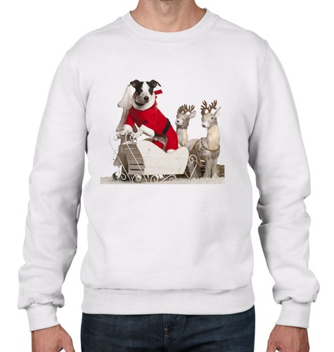 Cane jack russell - russell, babbo